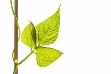 Seedling of bean plant with copy space.