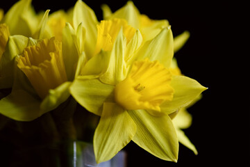 Bouquet of yellow daffodils