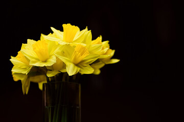Bouquet of yellow daffodils