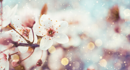 Closeup view of blossoming tree outdoors on spring day, banner design