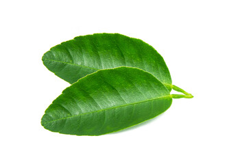 Obraz premium lemon leaf isolated on white background