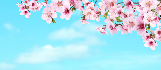 Panele Szklane  Niesamowity wiosenny kwiat. Gałęzie drzewa z pięknymi kwiatami na zewnątrz w słoneczny dzień, projekt banera