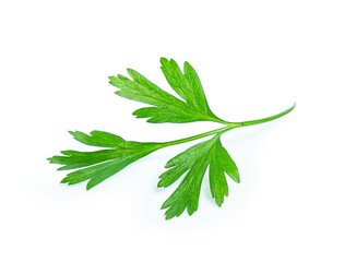 parsley leaf isolated on white background