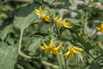 Tomato Plant (Lycopersicon esculentum) in vegetable garden