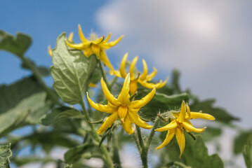 Tomato Plant (Lycopersicon esculentum) in vegetable garden