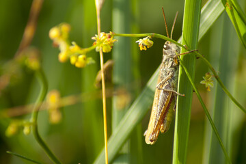 A green grasshopper climbing a blade of grass on a warm summer's day. In the tall and green grass, it is almost invisible.