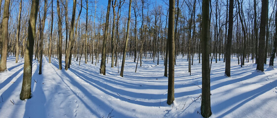 Widok na las w porze zimowej. Słoneczny dzień w zimowym lesie. Las Łagiewniki zimą. Polska