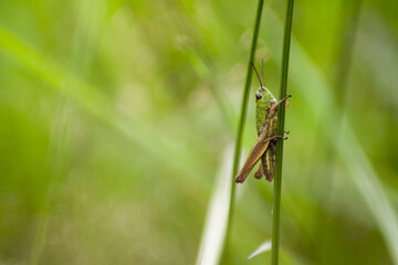A green grasshopper climbing a blade of grass on a warm summer's day. In the tall and green grass, it is almost invisible.