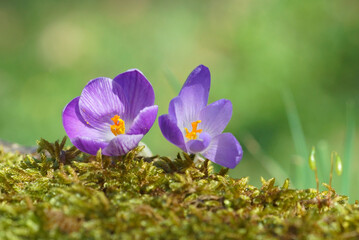 Fototapeta premium two wildflowers of crocus in the moss