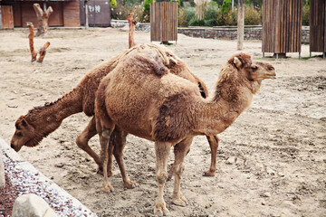 Camels at a zoo
