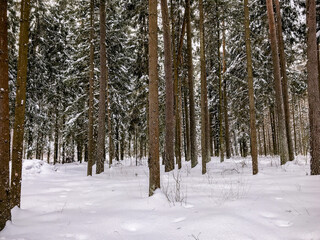 Winter forest. Winter forest road. Snowy road. Winter landscape.