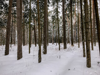 Winter forest. Winter forest road. Snowy road. Winter landscape.