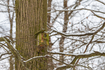 Old wooden birdhouse mounted on a tall tree.