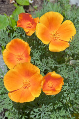 California Poppy (Eschscholtzia californica) in garden