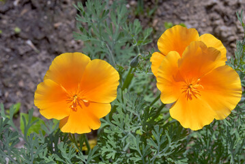 California Poppy (Eschscholtzia californica) in garden