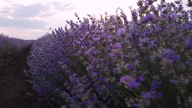 Walking through lavender field at sunset. Camera moving through beautiful blooming lavender flowers