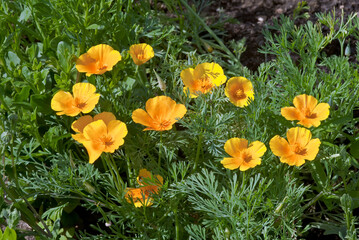 California Poppy (Eschscholtzia californica) in garden