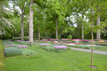 Beautiful garden with flowers