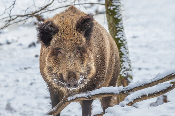 Wild boar - Sus scrofa head portrait close up. A pig stands in the snow.