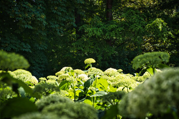 Scenic beauty in nature in Sempione Park in Milan