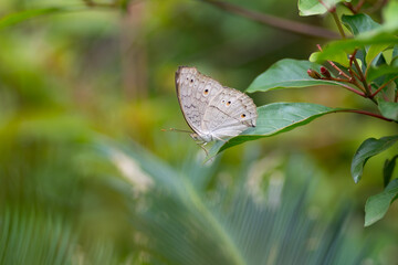 Grey Pansy resting on a leaf
