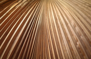 CloseUp to Dry palm leaf ,Dried sugar palm leaf background , A detail of palm leaf texture...