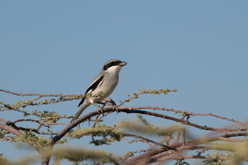 Great Grey Shrike