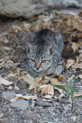 A cat at a garden