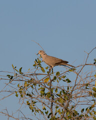 Eurasian Collared Dove
