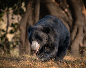 Fototapeta na wymiar Sloth bear moving about in the forest