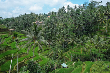 Beautiful rice terraces in Tegallalang village, Ubud, Bali, Indonesia.