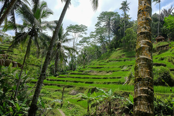 Fototapeta premium Beautiful rice terraces in Tegallalang village, Ubud, Bali, Indonesia.