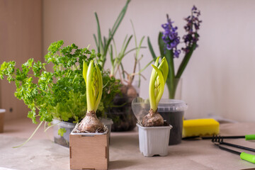 Home plants, pots and gardening tools on grey background, flat lay. 
