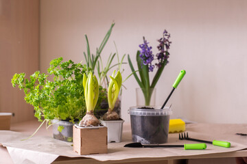 Home plants, pots and gardening tools on grey background, flat lay. 
