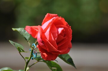 Rote Rosen im Garten