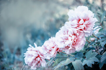 A very soft vintage photo with soft focus. Pink peonies in the garden.
