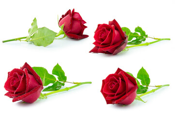 clipping path rad rose flower isolated on white background