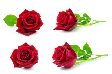 clipping path rad rose flower isolated on white background