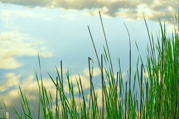 Obraz premium Dragonfly on the reeds and the sky with clouds reflecting in the water of the lake.