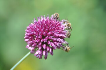 Zierlauch im Garten