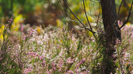 Couleurs f&eacute;&eacute;riques dans la for&ecirc;t des Landes de Gascogne, pendant que le soleil d&eacute;cline &agrave; l'horizon