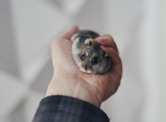 A small gray Dzungarian hamster sits on a hand. Dwarf hamster.