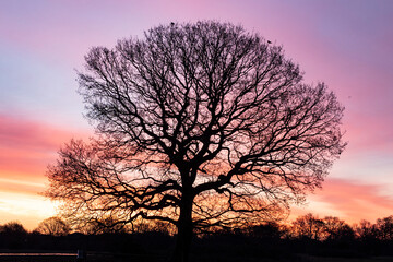 Fototapeta na wymiar Leave-less tree sunrise landscape. Horizontal background. Hollow Pond, Leytonstone, London.