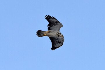white Common Buzzard (Buteo buteo) // weißer Mäusebussard (Buteo buteo)