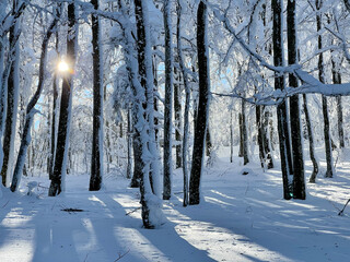 Shining sun hidden behind snowy trees in a forest