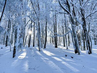 Shining sun hidden behind snowy trees in a forest