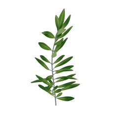 水彩風　シックな緑色のオリーブの枝　線画なし
