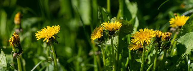 Obraz premium Banner dandelion flower in green grass