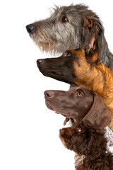 portrait of four dogs looking up