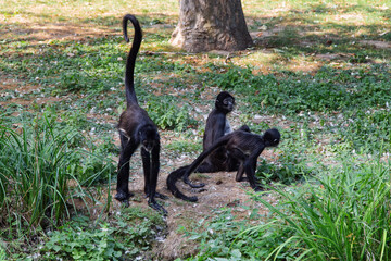 Family of Geoffroy's Spider monkeys. Black monkeys with long tails on the ground. Ateles geoffroyi.